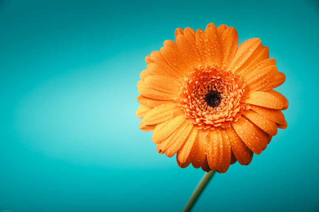 Vibrant Orange Gerbera Flower Macro on Turquoise Wallpaper