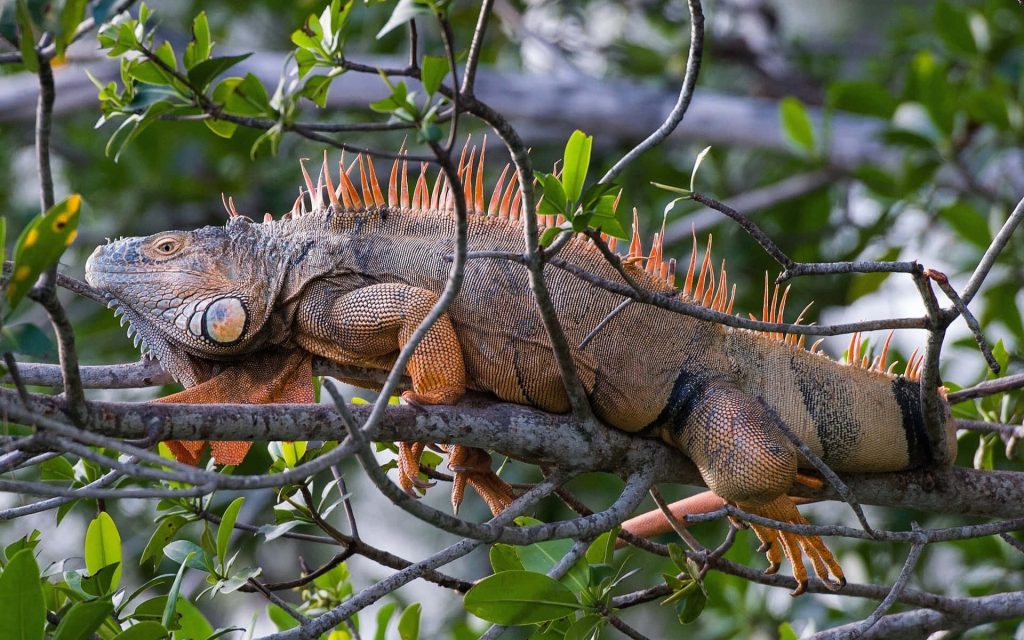 Orange Green Iguana resting on tree branch with textured scales and dramatic dorsal spikes wallpaper