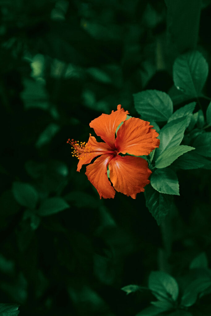 Vibrant Orange Hibiscus Flower Against Lush Green Wallpaper Background
