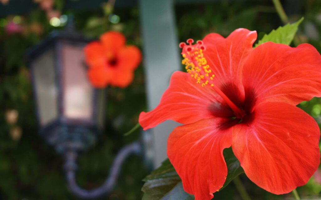 Vibrant Orange Hibiscus Flower Close-Up Against Blurred Background Wallpaper