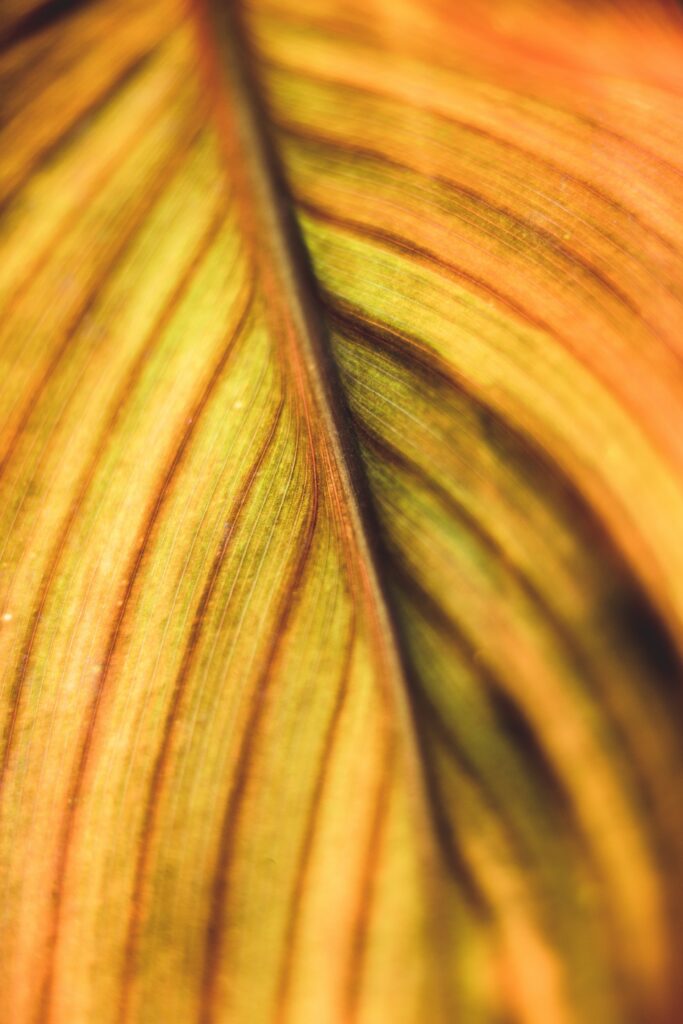 Vibrant Leaf Macro: Intricate Orange & Yellow Veins Wallpaper Background