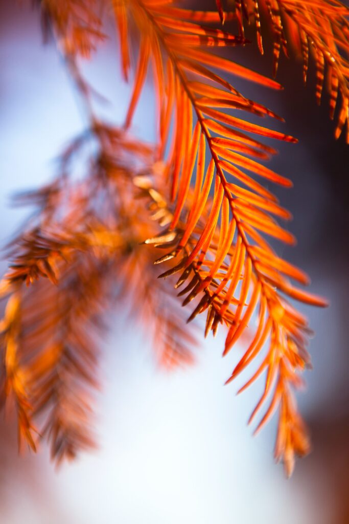 Vibrant Orange Leaves Close-Up Wallpaper with Blurred Background