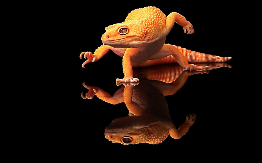 Vibrant Orange Leopard Gecko Wallpaper on Sleek Black Background