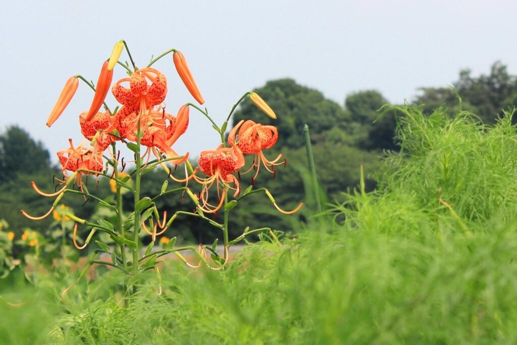 Vibrant Orange Lilies in Bloom: Serene Greenery Background Wallpaper