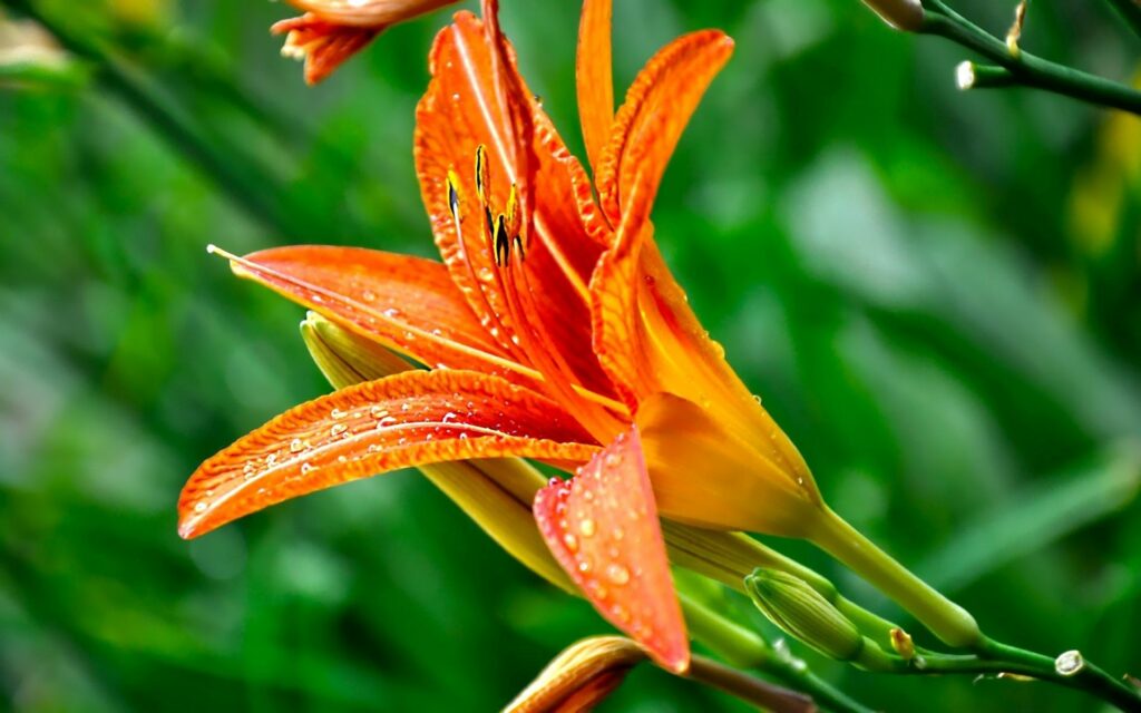 Close-Up Orange Lily Wallpaper with Dewdrops on Green Background