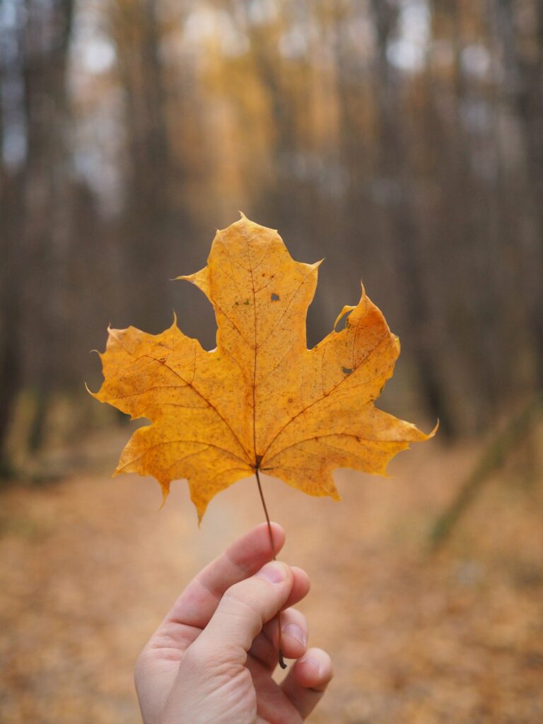 Vibrant Orange Maple Leaf Hand Close-Up - Autumn Forest Wallpaper