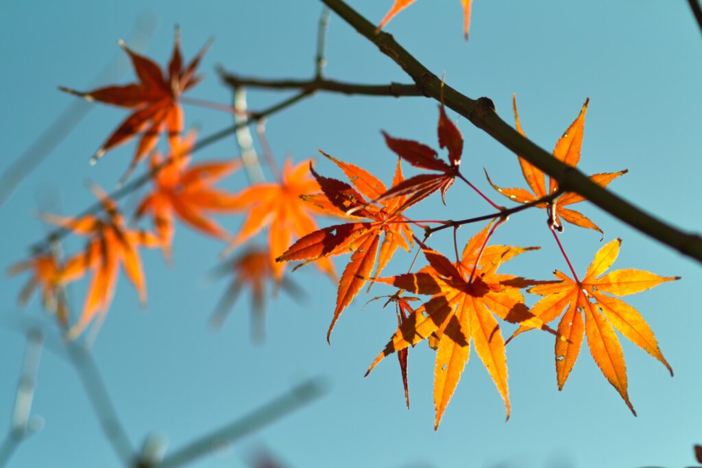 Vibrant orange maple leaves on branches against clear blue sky autumn wallpaper background