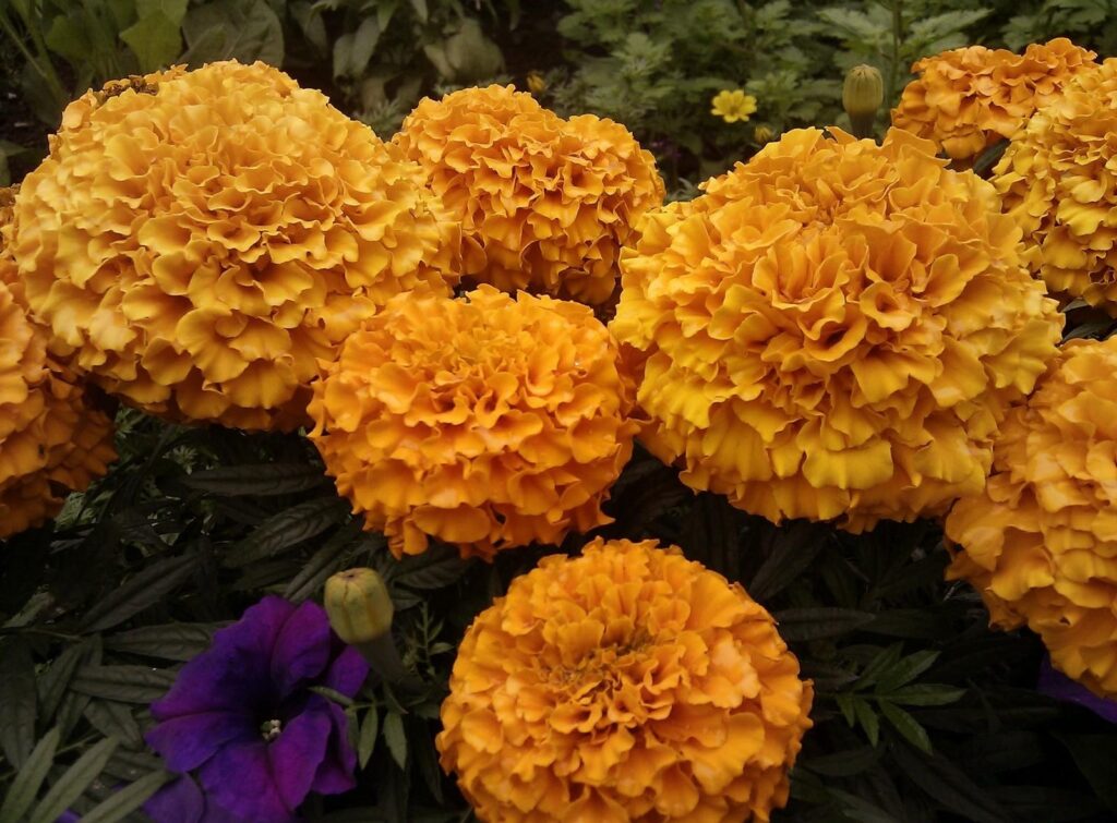 Vibrant Orange Marigold Flowerbed Wallpaper - Textured Floral Background