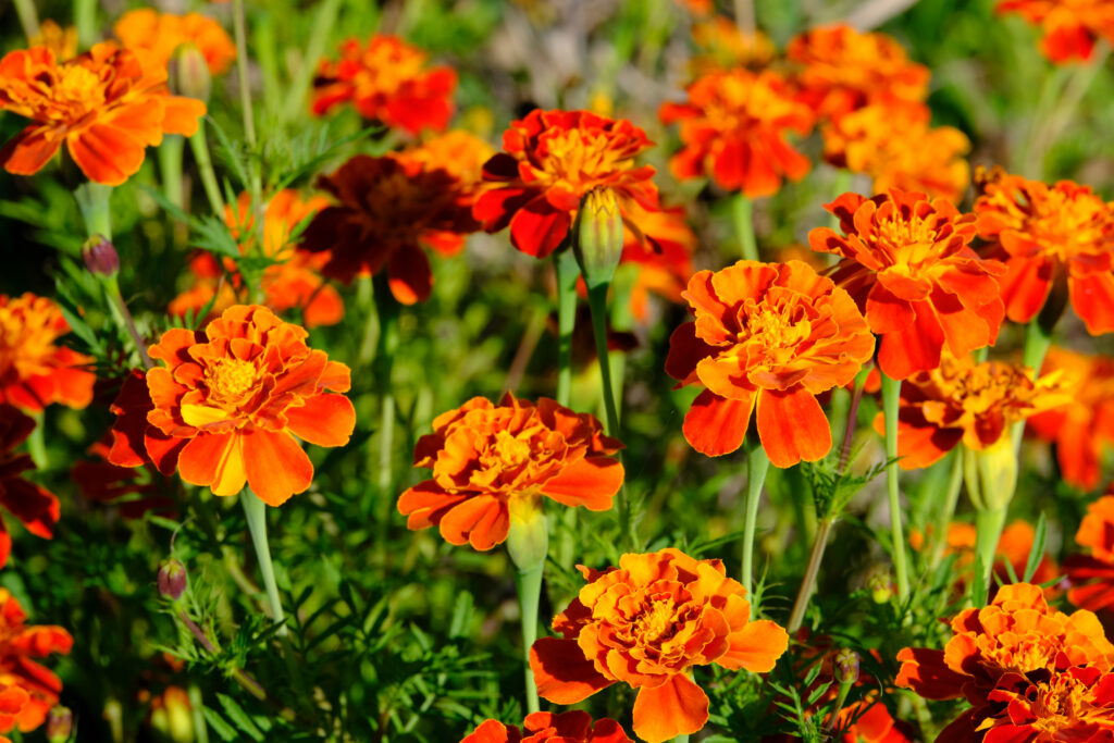 Vibrant Orange Marigold Field Wallpaper - Sunshine & Green Background