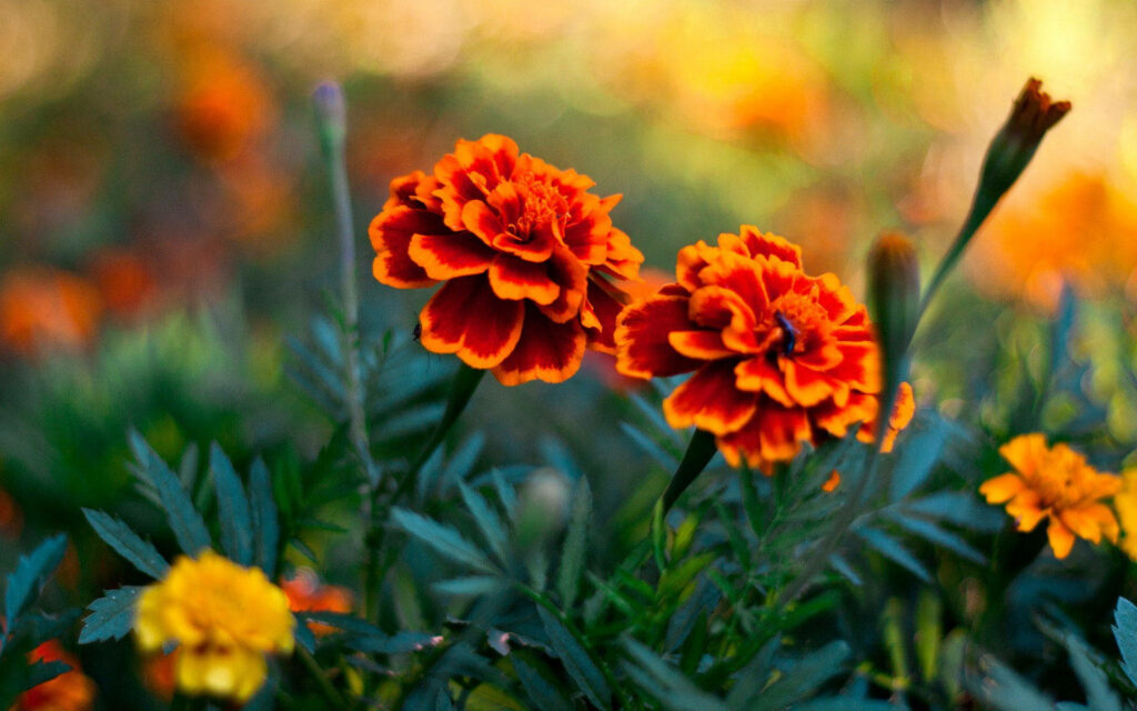 Vibrant Orange Marigold Flowers Wallpaper: Cheerful Nature Background