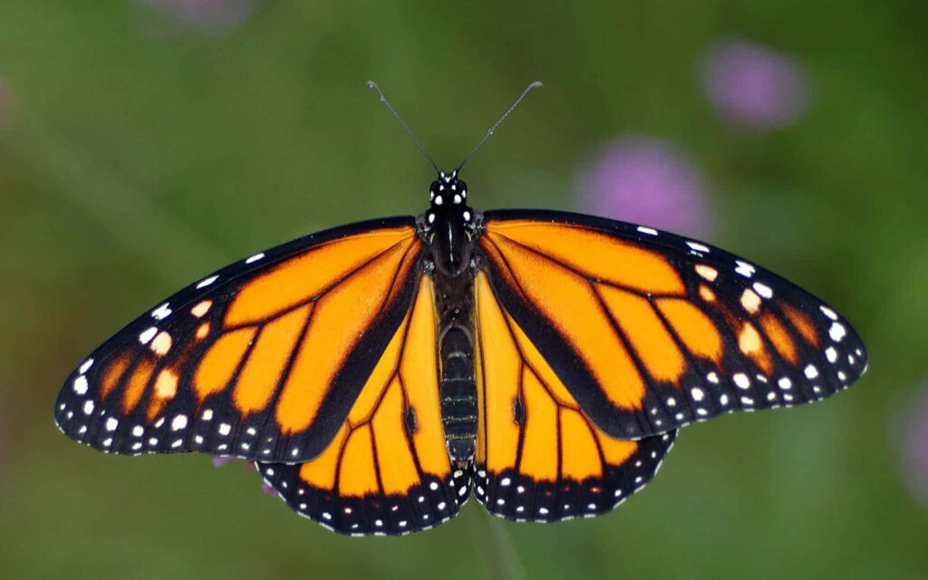 Close-Up of Vibrant Male Monarch Butterfly on Soft Green Background Wallpaper