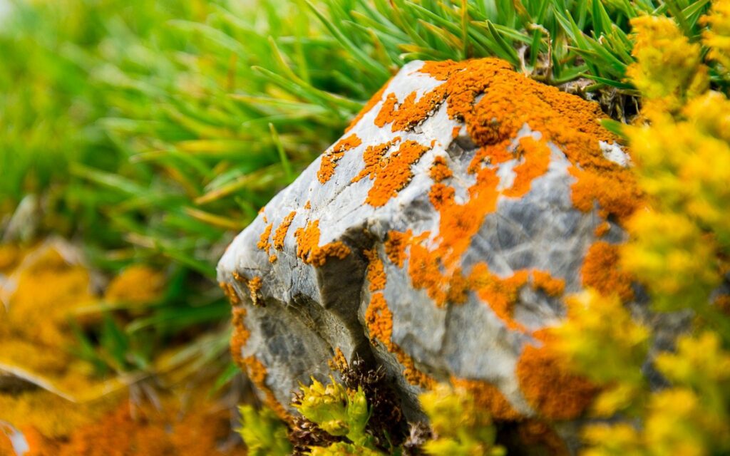 Vibrant Orange Moss on Stone: Textured Nature Wallpaper Background