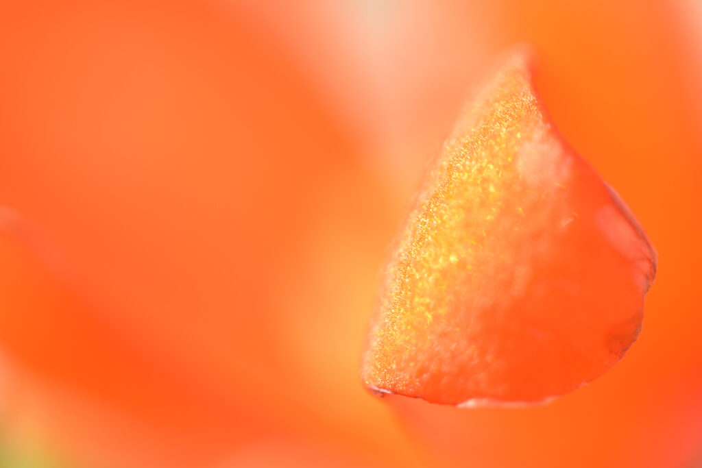 Vibrant Macro Orange Petal Wallpaper Background - Delicate Texture