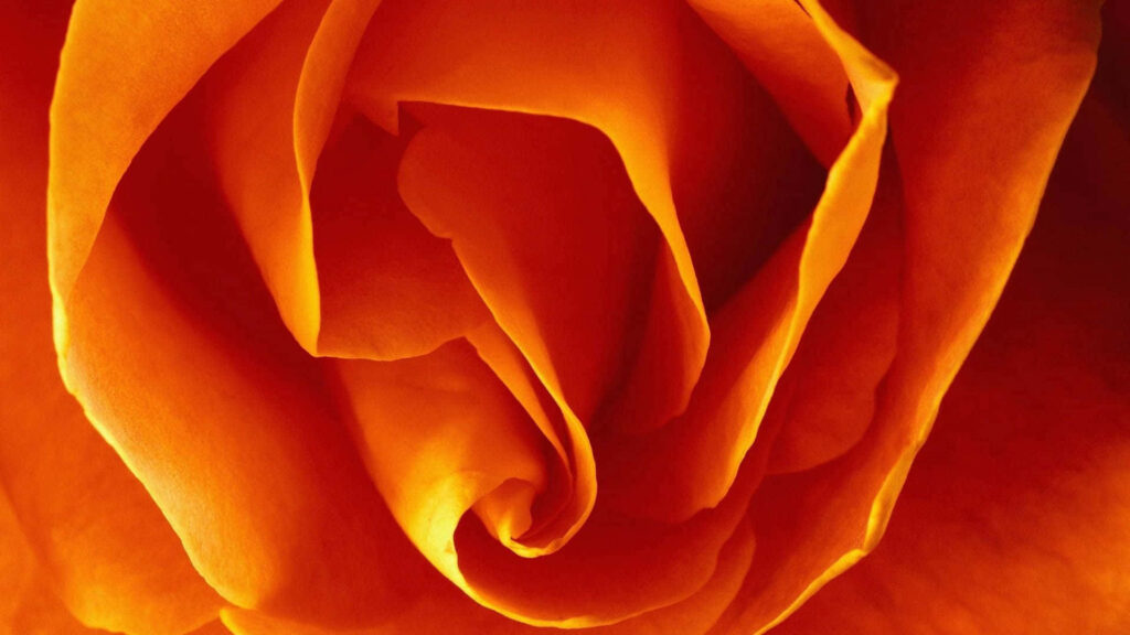 Close-Up Vibrant Orange Petals Wallpaper | Dynamic Warm Background