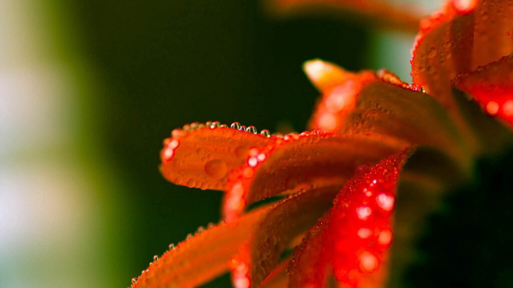 Vibrant Orange Petals with Dew Drops - Soft Light Wallpaper Background