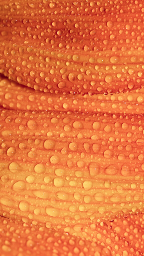Vibrant Orange Petals with Dew: Macro Shot Wallpaper Background