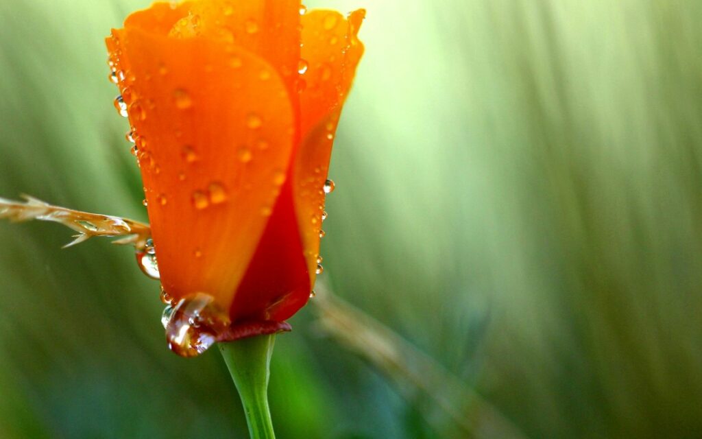 Vibrant Orange Poppy with Dew on Green Background - Summer Wallpaper