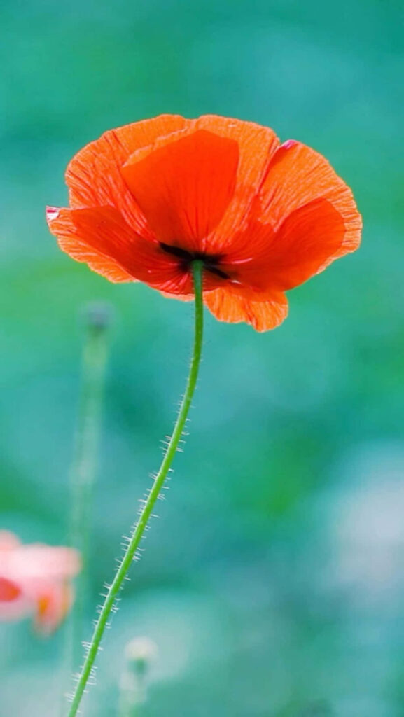 Vibrant Orange Poppy: Delicate Petals with Blurred Green Background Wallpaper