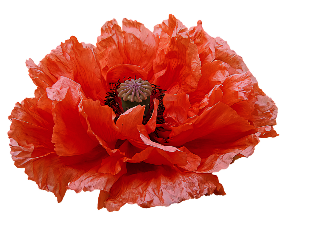 Vibrant Orange Poppy Flower Wallpaper: Striking Petals & Background