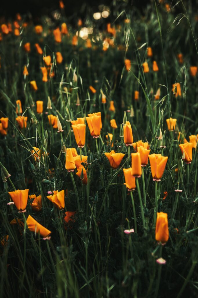Vibrant Orange Poppies Wallpaper: Serene Floral Background