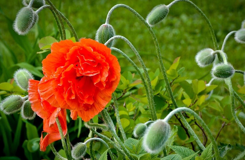 Vibrant Orange Poppy in Bloom with Lush Green Background Wallpaper