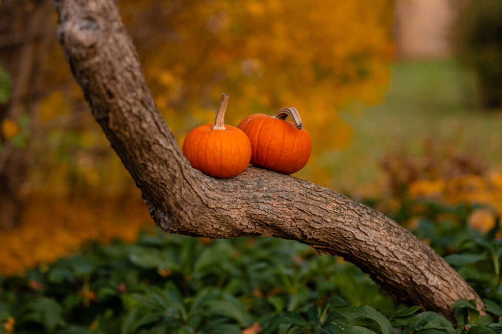 Two vibrant orange pumpkins on textured tree trunk with green leaves autumn fall background Wallpaper