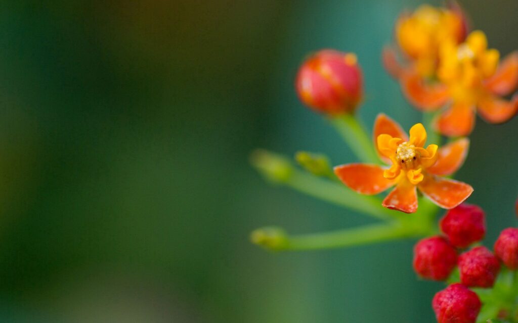 Vibrant Floral Wallpaper: Orange & Red Flower on Soft Green Background