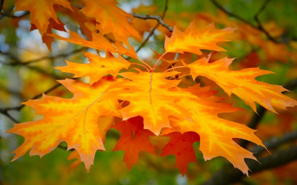 Vibrant Autumn Maple Leaves Wallpaper with Blurred Green Background