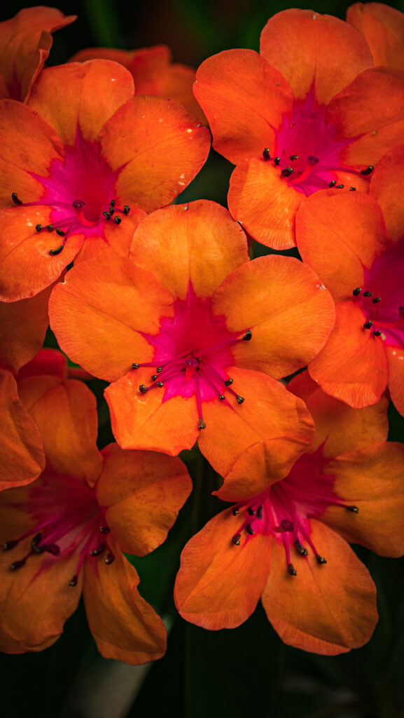 Vibrant Orange Rhododendron Flowers on Dark Background Wallpaper