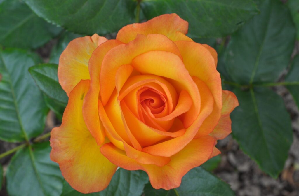 Vivid Orange Rose Wallpaper: Close-Up Bloom with Green Leaves Background
