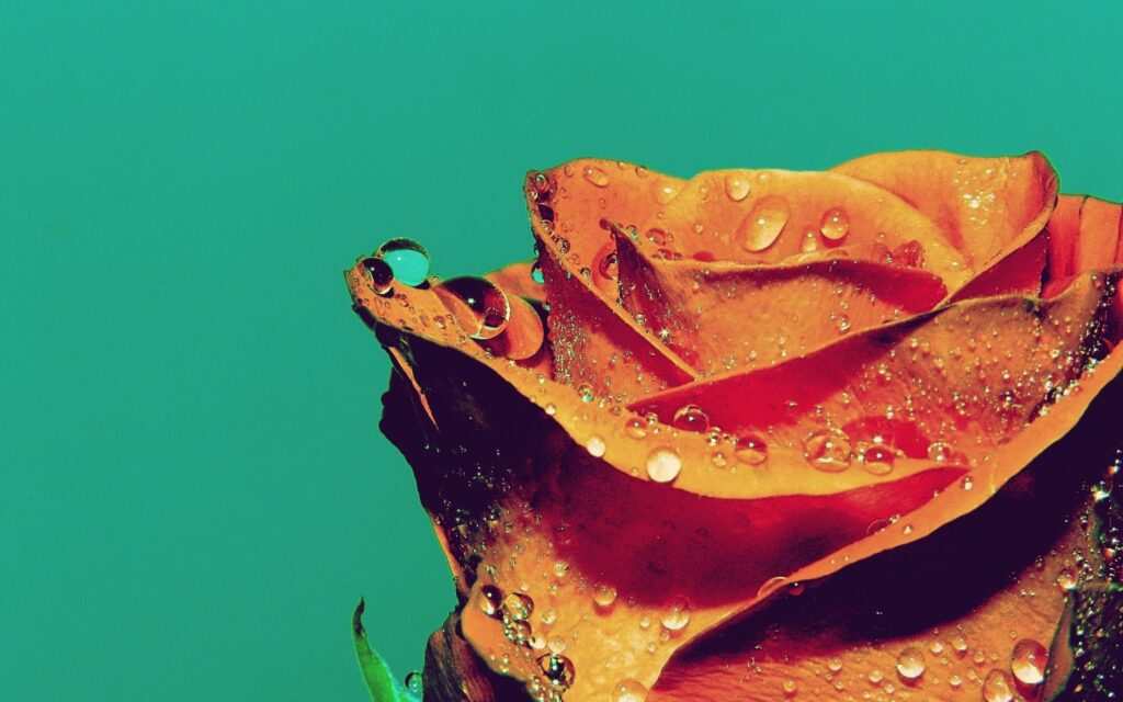 Vibrant Orange Rose Close-Up with Water Droplets | Green Wallpaper