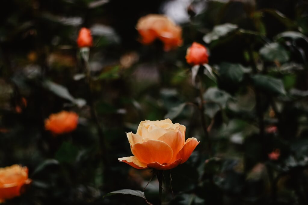 Close-Up of Vibrant Orange Rose with Soft Greenery Background Wallpaper