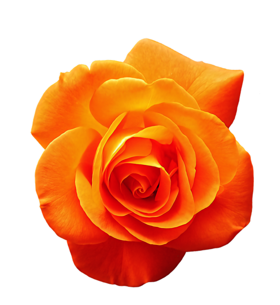 Vibrant Orange Rose in Bloom - Stunning Transparent Background Wallpaper