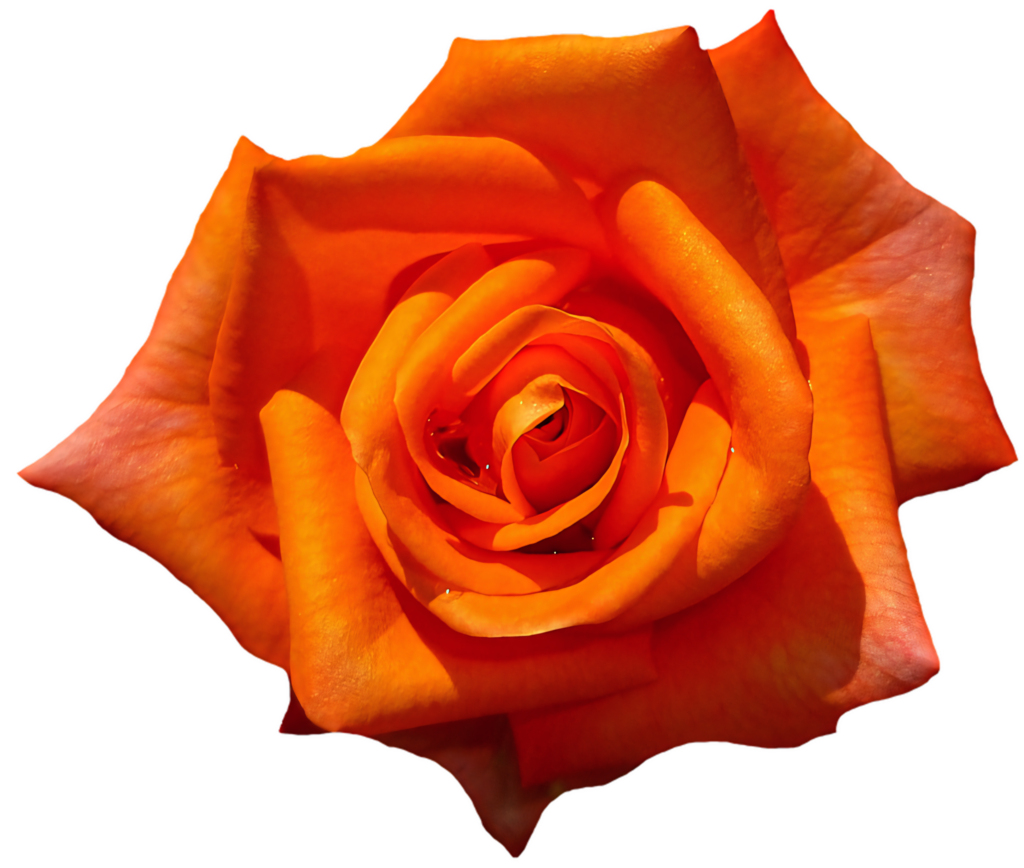 Stunning Vibrant Orange Rose Wallpaper on Transparent Background