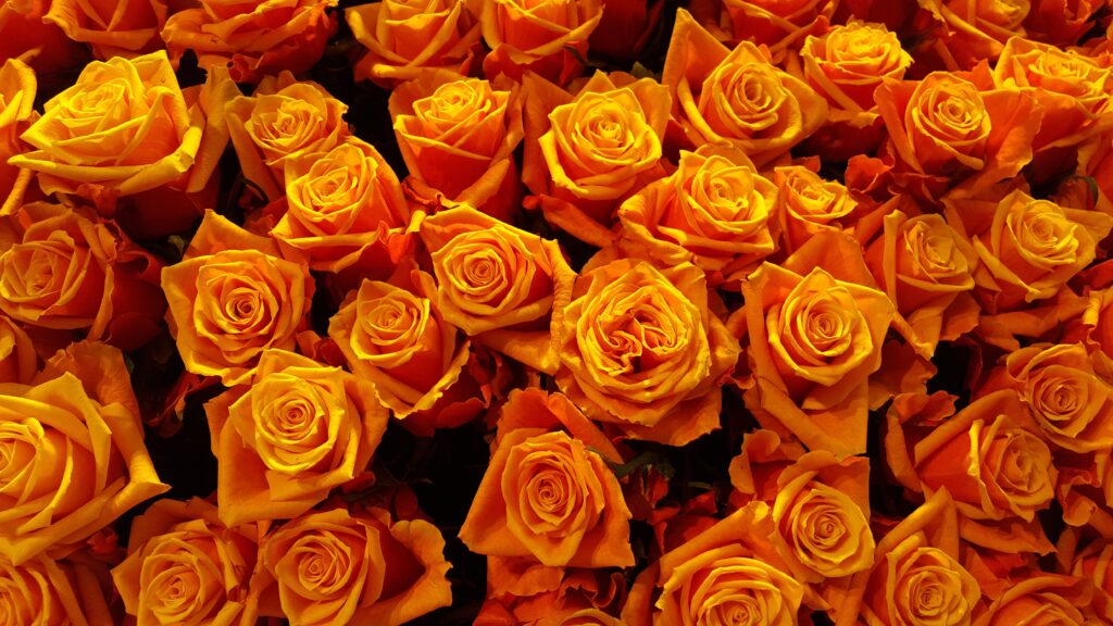 Vibrant Orange Rose Wallpaper: Captivating Floral Background Design