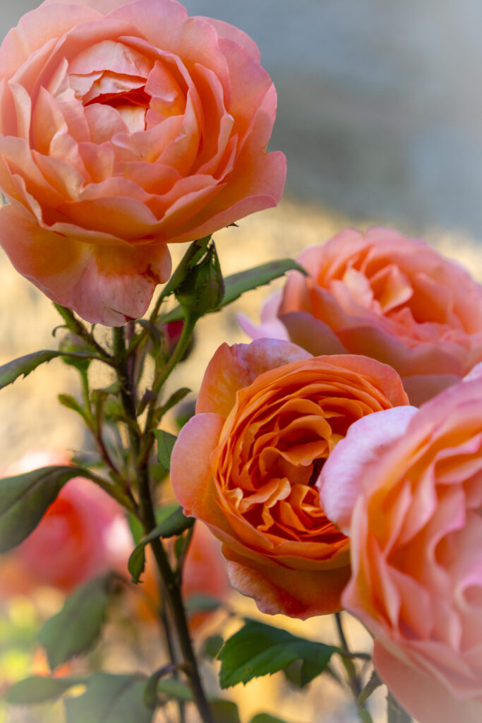 Vibrant Orange Roses Wallpaper: Elegant Floral Background Design