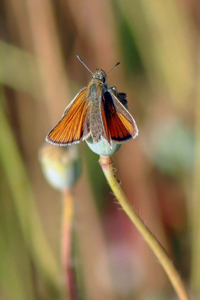 Vibrant Orange Skipper Butterfly Wallpaper on Soft Nature Background