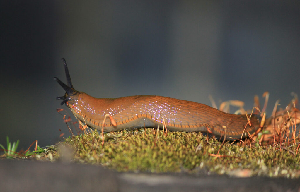 Vibrant Orange Slug on Lush Moss: Nature's Textured Wallpaper