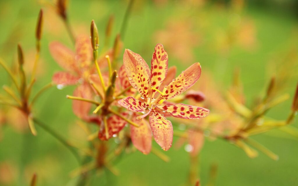 Vibrant Orange Flower Wallpaper with Dew on Blurred Green Background