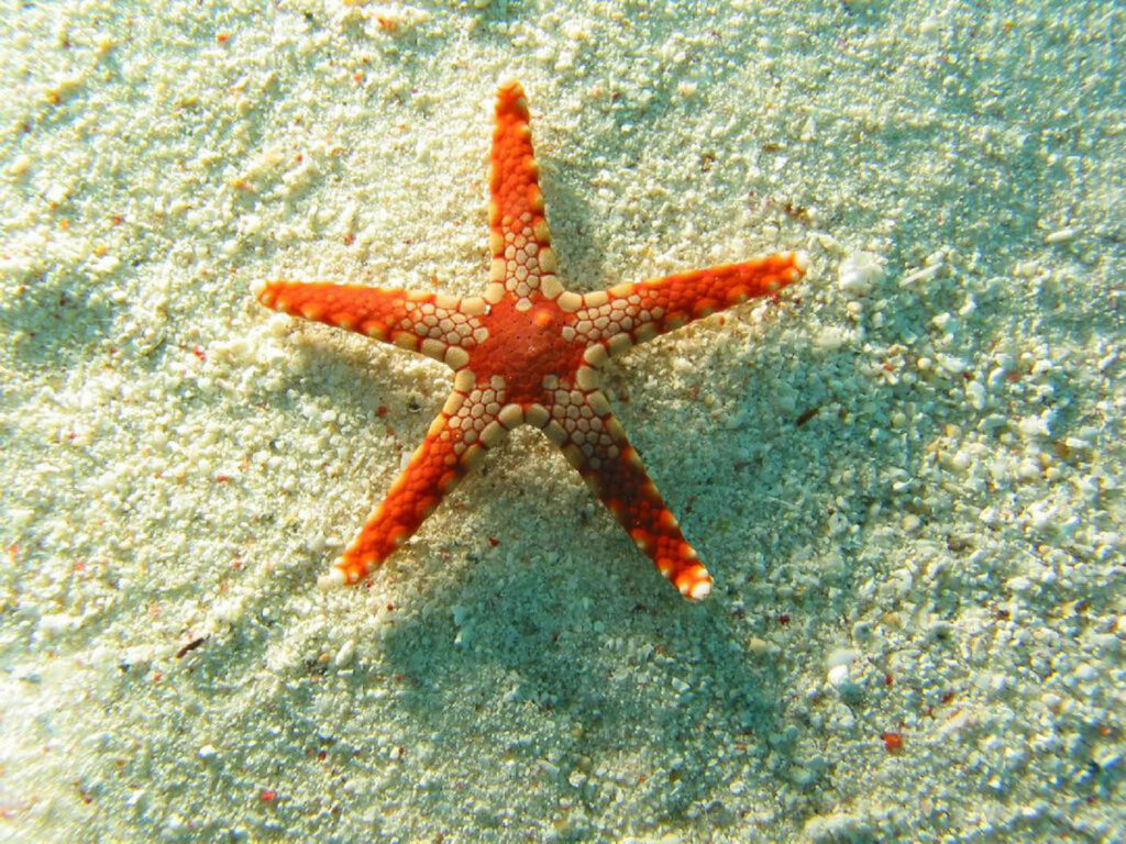 Vibrant Orange Starfish Wallpaper: Intricate Marine Life Beauty