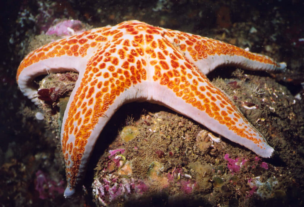 Vibrant Orange Starfish Wallpaper: Captivating Underwater Scene