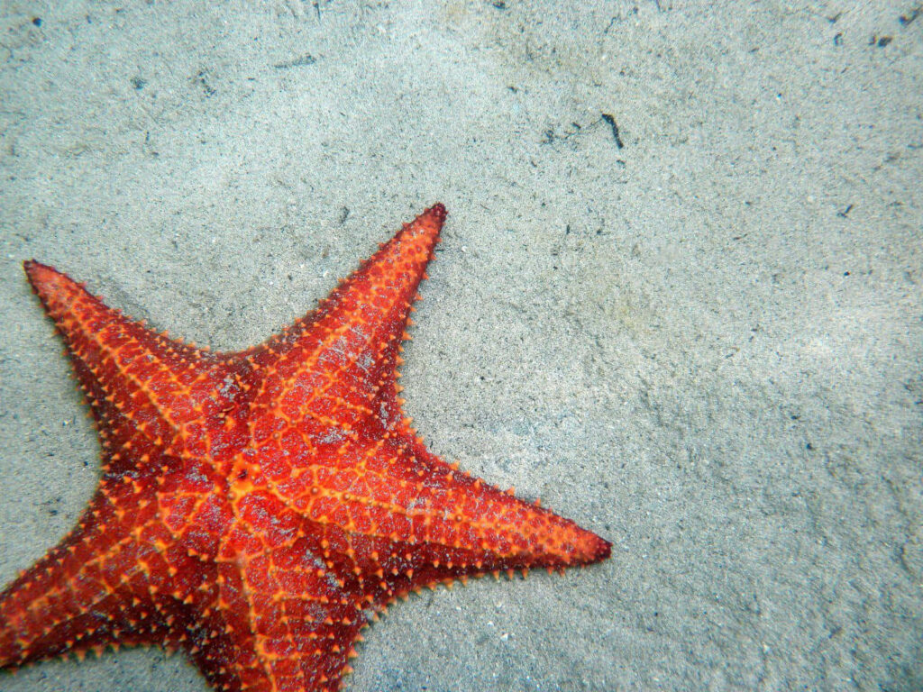 Vibrant Orange Starfish on Sandy Shore - Stunning Wallpaper Background