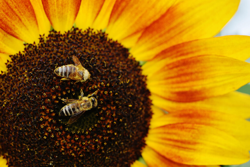 Vibrant Orange Sunflower with Bees: Cheerful Wallpaper Background