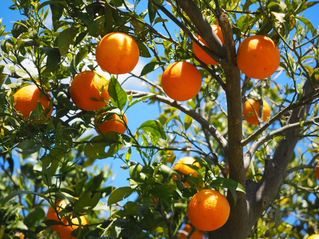 Vibrant Orange Wallpaper: Ripe Oranges on Lush Green Tree