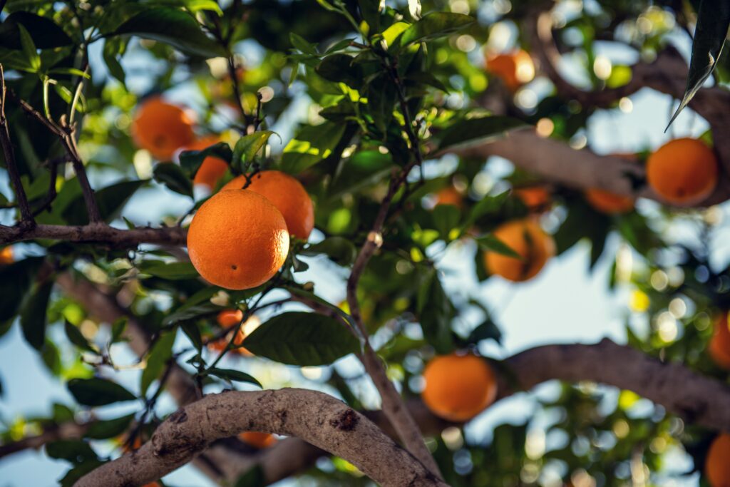 Vibrant Orange Tree Wallpaper: Ripe Oranges & Bright Sky Background