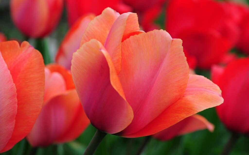 Vibrant Orange Tulip Wallpaper: Close-Up Bloom with Green Background