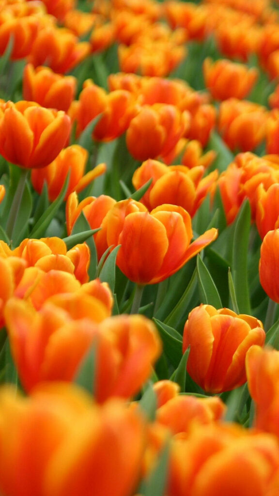 Vibrant Orange Tulip Field iPhone Wallpaper: Spring Background Beauty