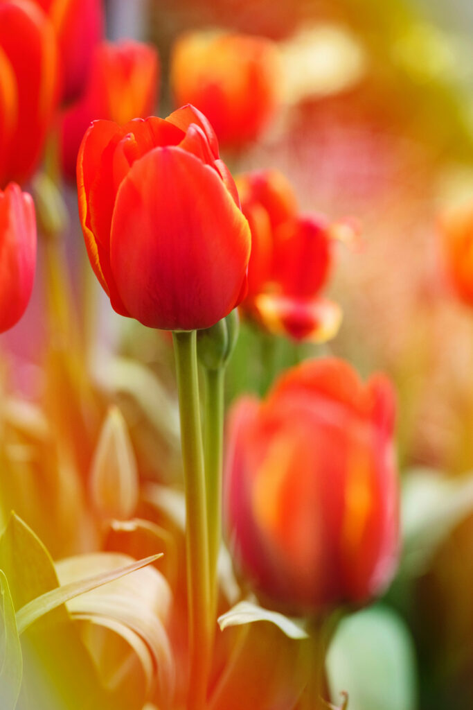 Vibrant Orange Tulip Wallpaper for Android | Nature Background