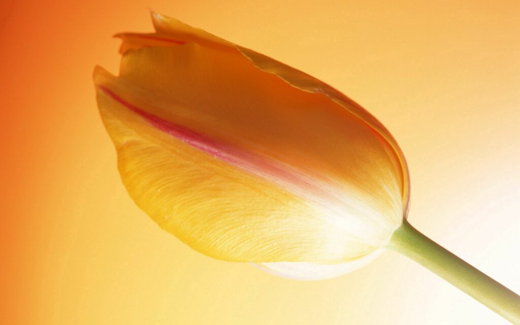 Vibrant Orange Tulip Close-Up on Gradient Orange to Yellow Background Wallpaper