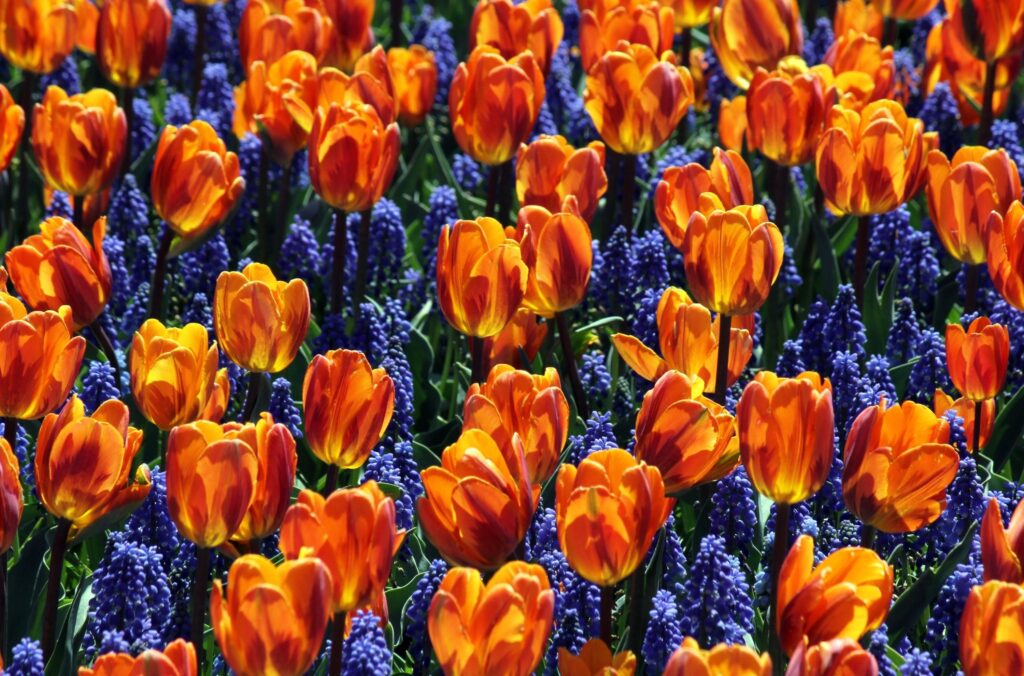 Spring Floral Wallpaper: Bright Orange Tulips & Deep Blue Muscari